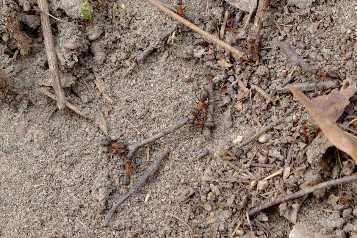 mrówki 