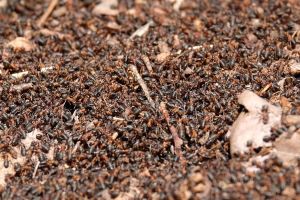 mrówka rudnica